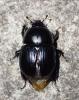 Geotrupes spiniger